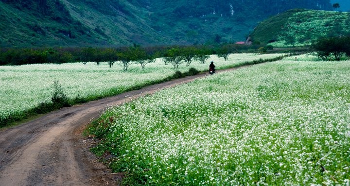 Hấp dẫn tour Mộc Châu cuối năm  - ảnh 1